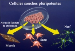 https://www.sante-decouverte.com/wp-content/uploads/imgsd/12858b0412be7bd0f218b984d72b6997th.jpg